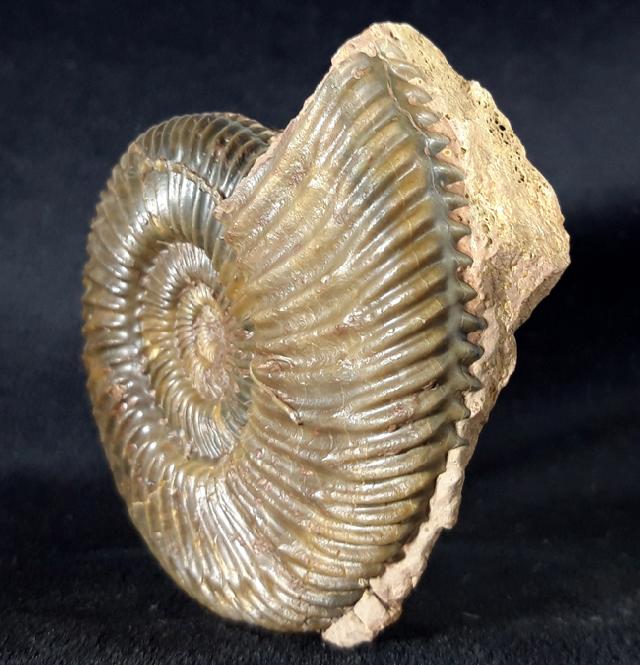 Parkinsonia parkinsoni (SOWERBY 1821) - Bild &copy; FossNet FossilienStore